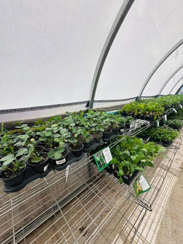 Gardening for Mayfield Landscaping in Staunton, IL