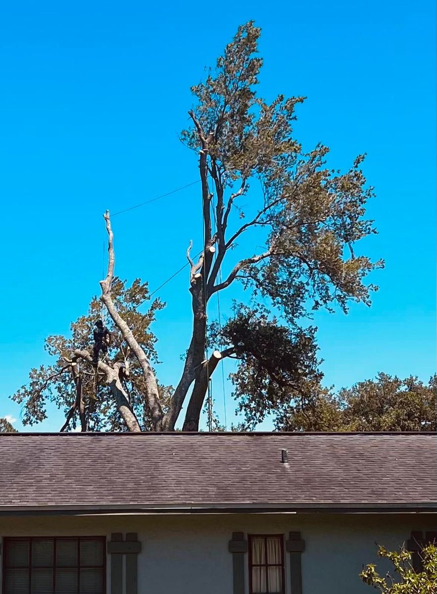 Tree Trimming for 163 Property Maintenance in Hernando County,  FL