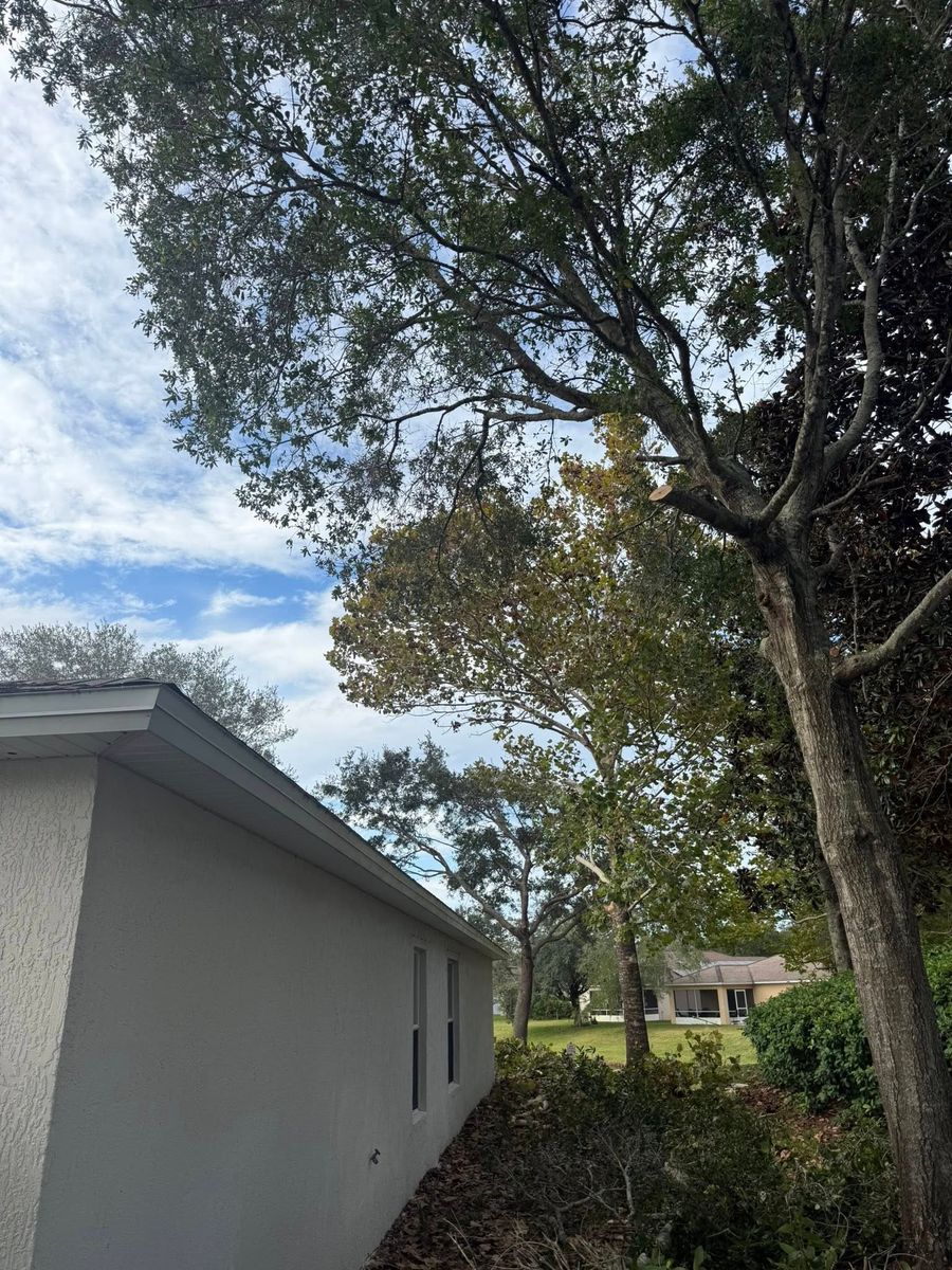 Tree Trimming for Grind Time Tree Service in Daytona, FL