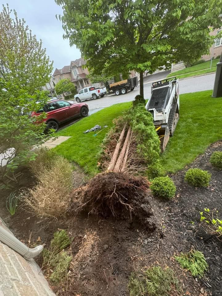Tree Removal for Calderwood Landscapes in Oakville, ON