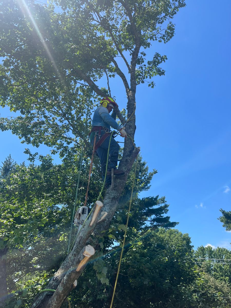 Tree Trimming for Ricky's Tree Service & Property Care in Orange, VA
