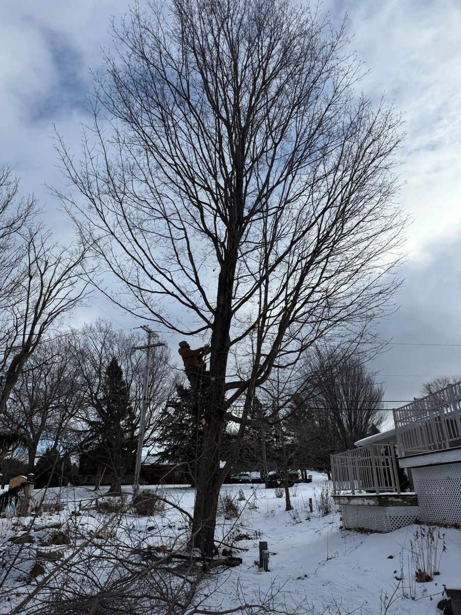 Tree Removal and Hedge Trimming for Bishop’s Property Maintenance in Franklin, VT