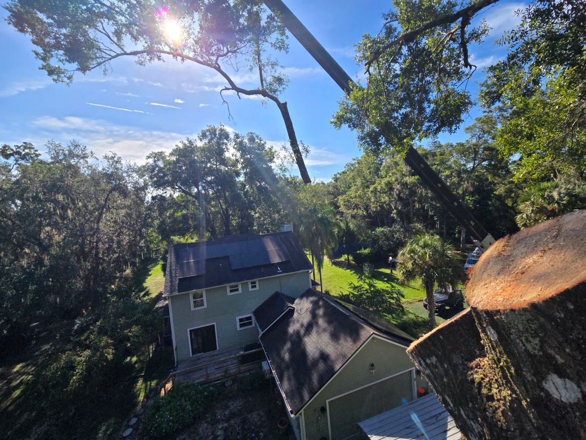 Tree Trimming for Near Me Tree Service, Inc. in DeLand, FL