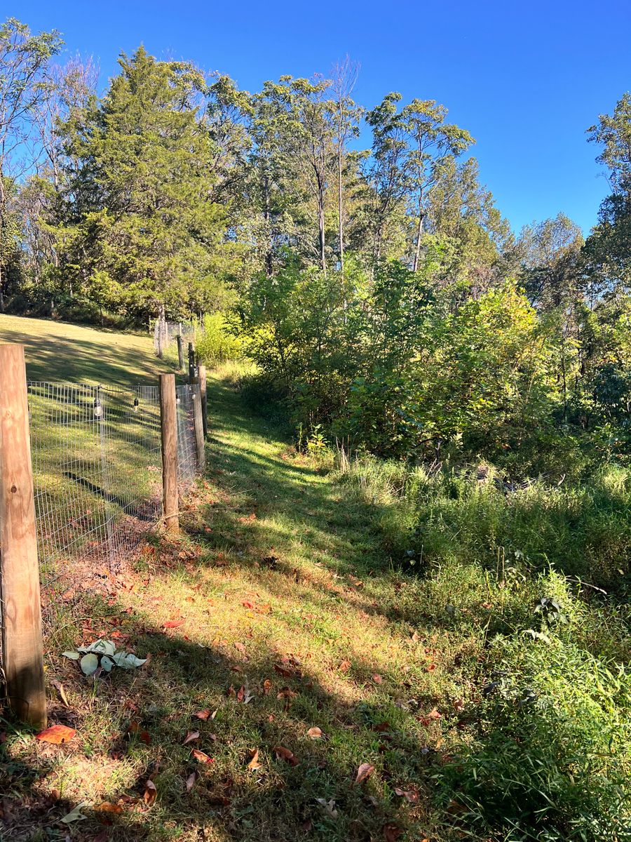 Tree Work for Valencia’s Lawncare in Charlottesville, VA