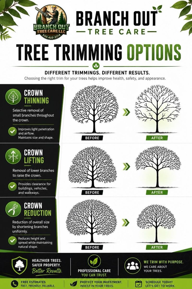 Tree Trimming for Branch Out Tree Care LLC in Fredericksburg, VA
