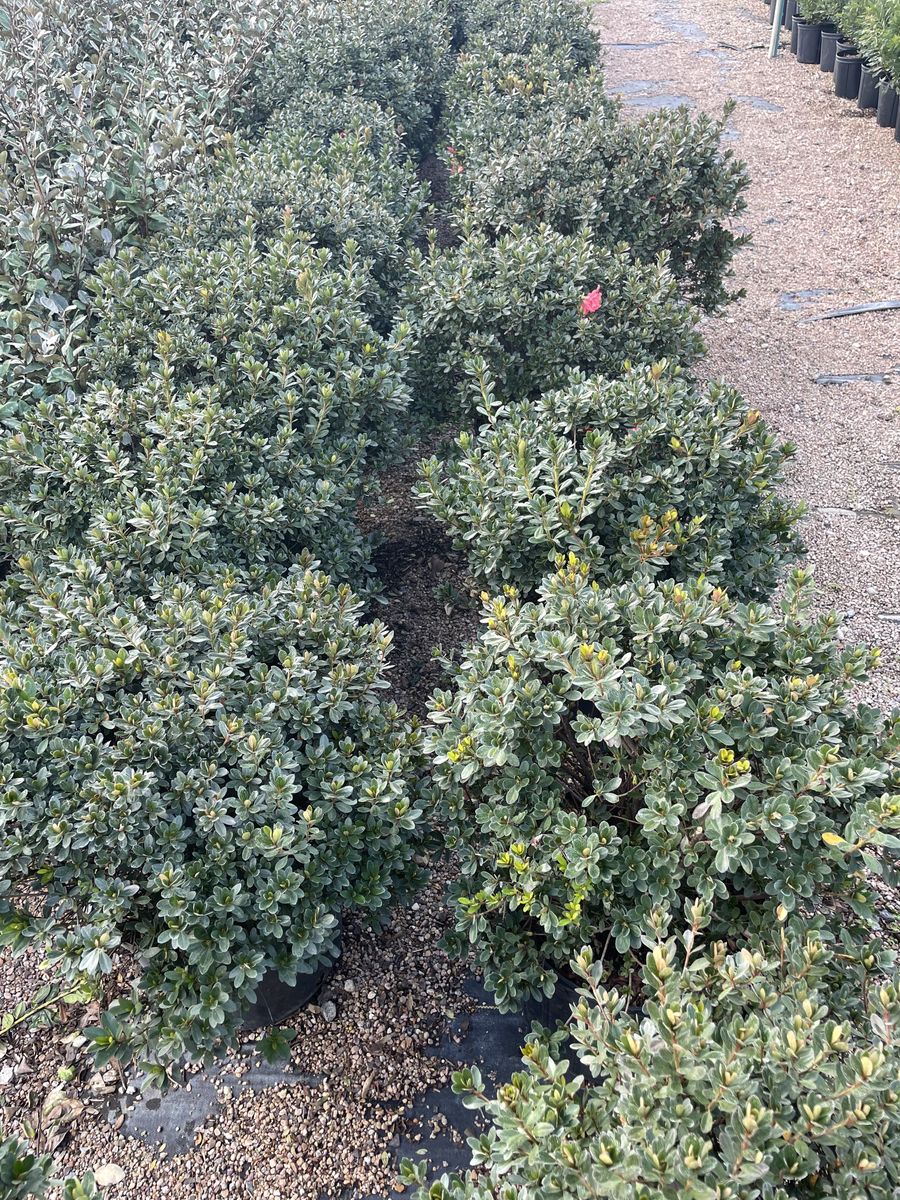 Landscape Installation for Atlas Land Design in Creekside Park, TX