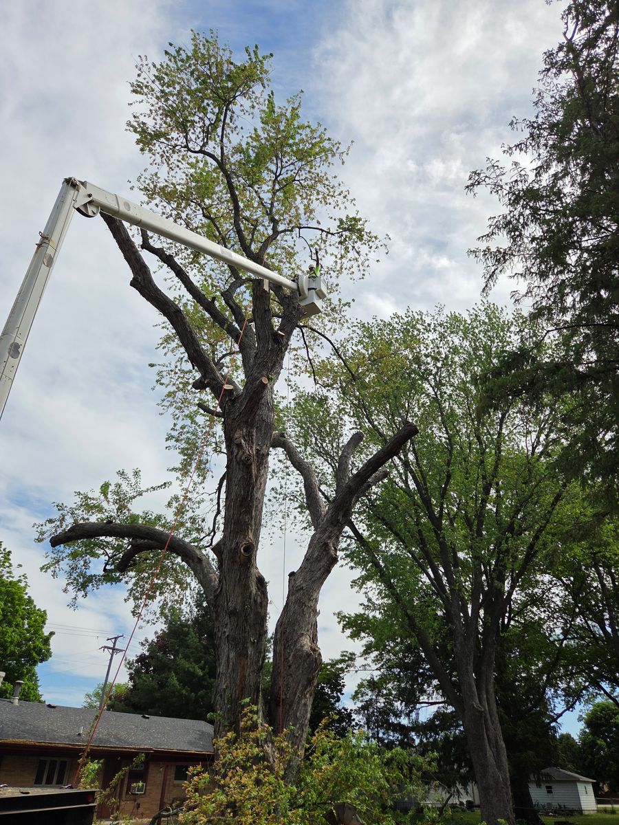 Tree Removal for O&O Tree Service in Rockford, IL