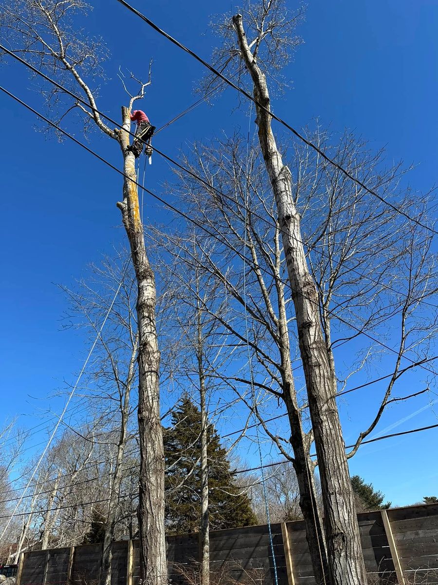Tree Trimming for Silver City Tree and Landscape in Taunton, MA