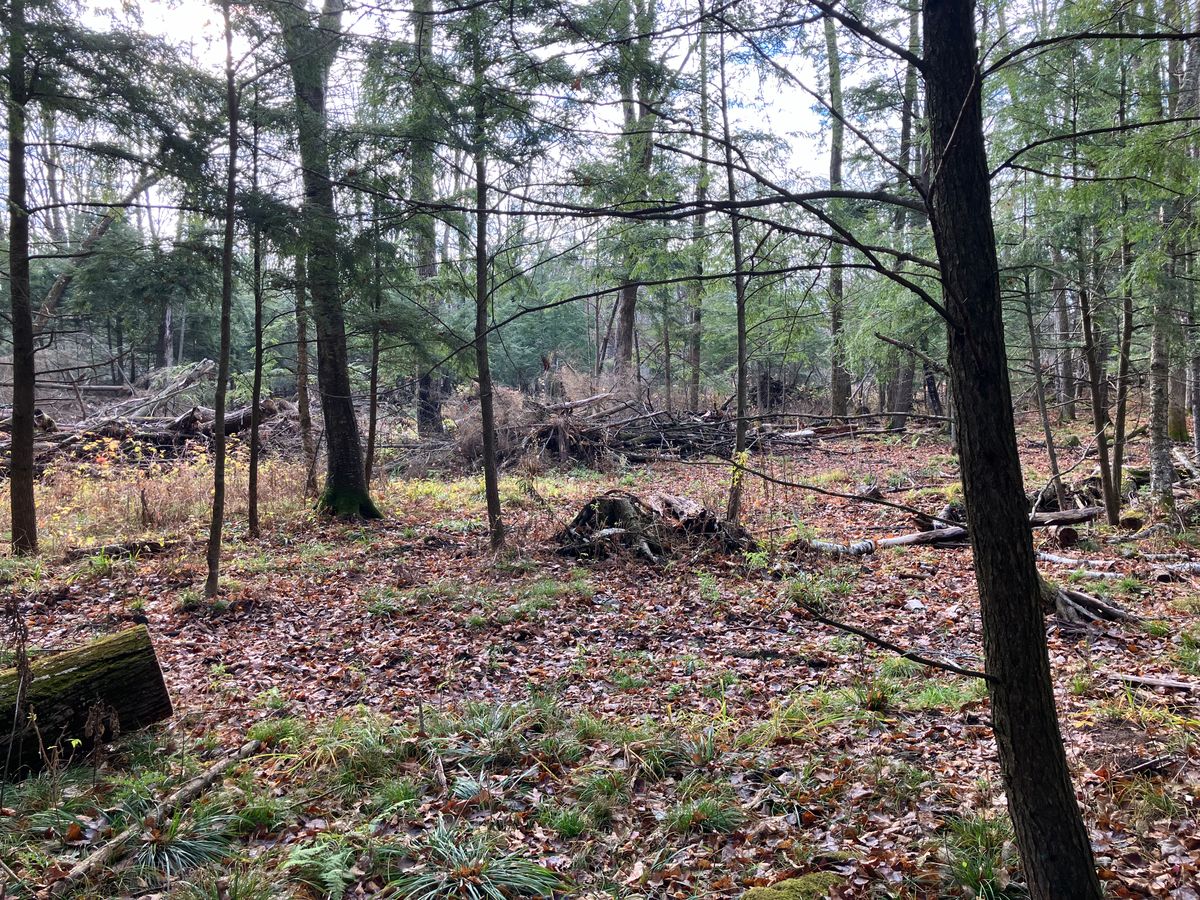 Storm Damage Cleanup for Brush Busters in Wausau, WI