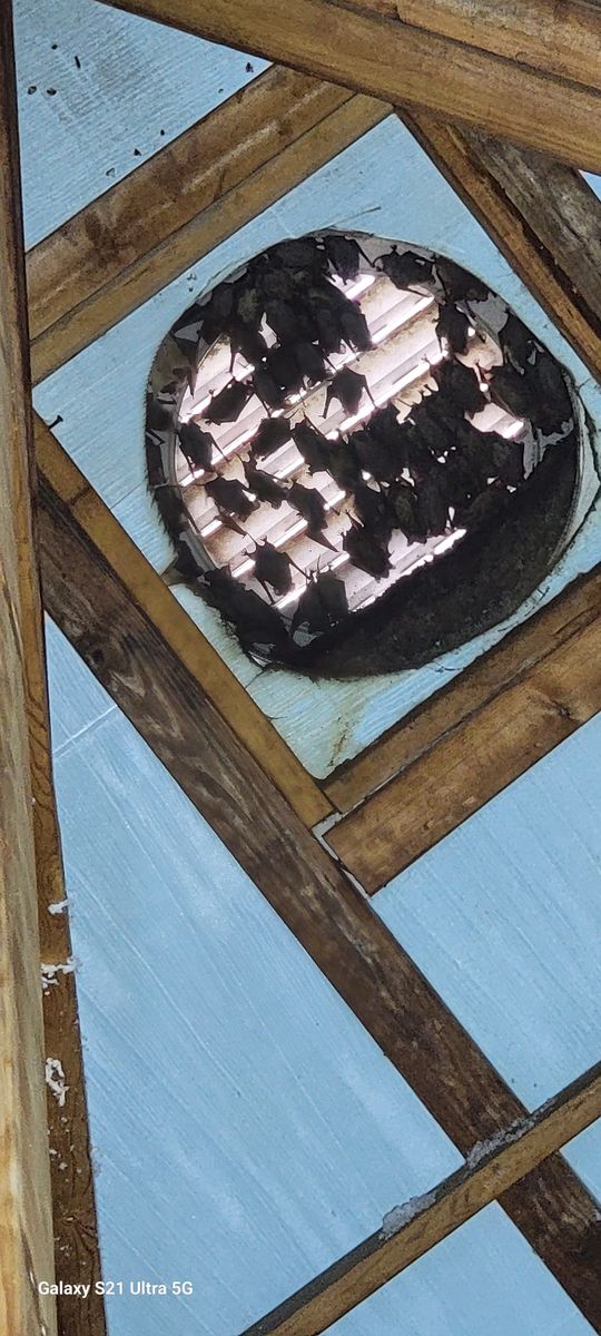 Animal Control Service in Lugoff, SC Wildlife Predator LLC Service