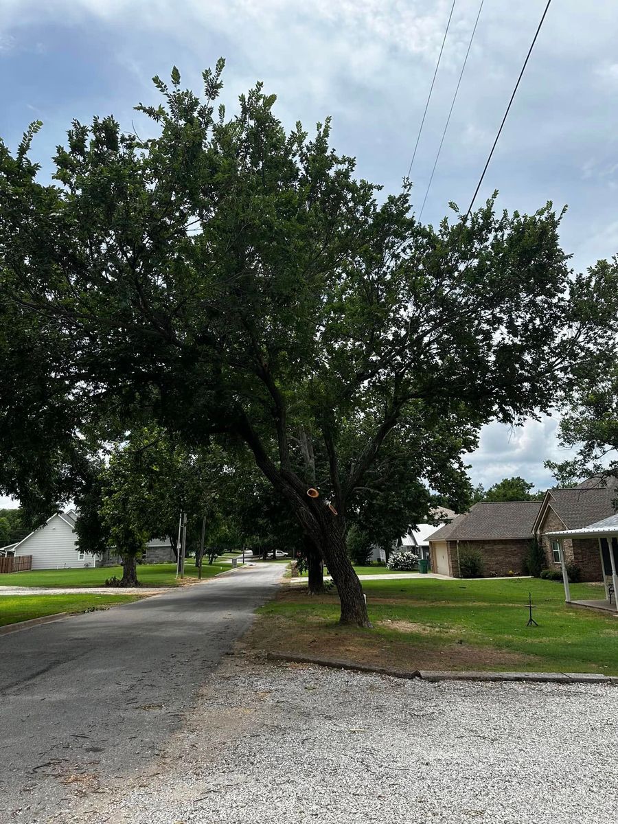 Tree Trimming for Hector’s Tree Services in Nocona, TX