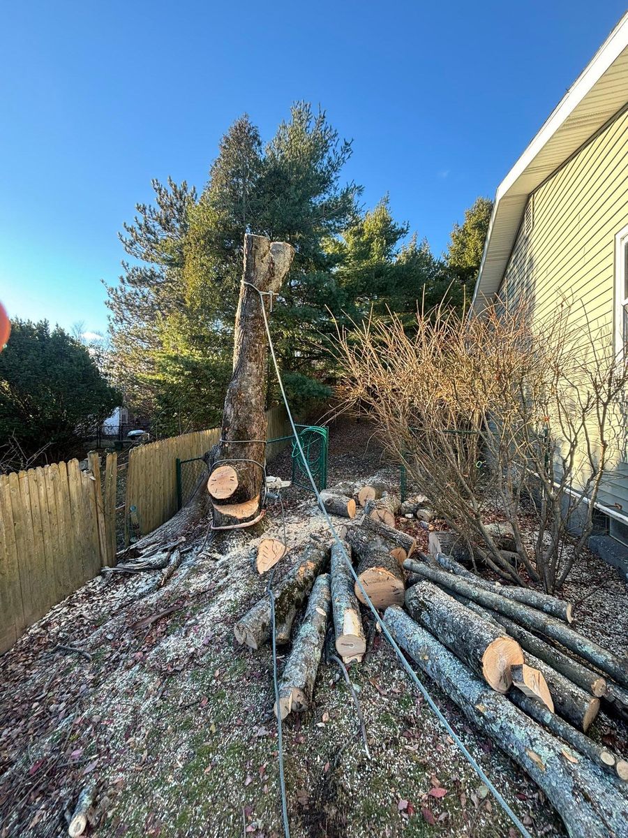 Tree Removal for T's Trees in Albany, NY
