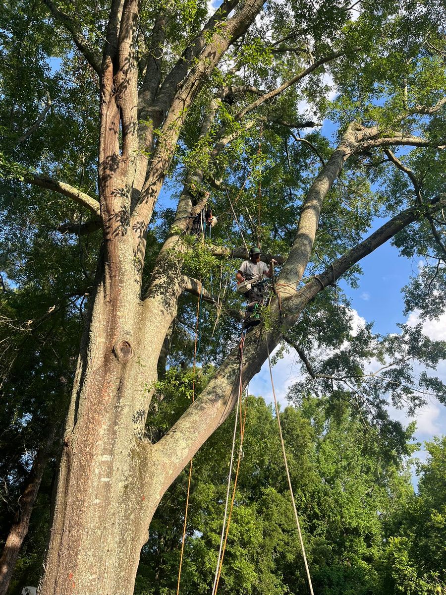Tree Trimming for T N L - Tree and Land Service in Reynolds, GA