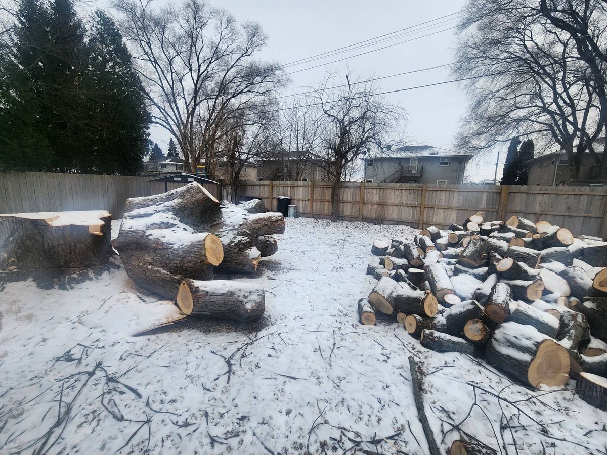 Tree Removal for Canopy Tree Service in Kenosha, WI