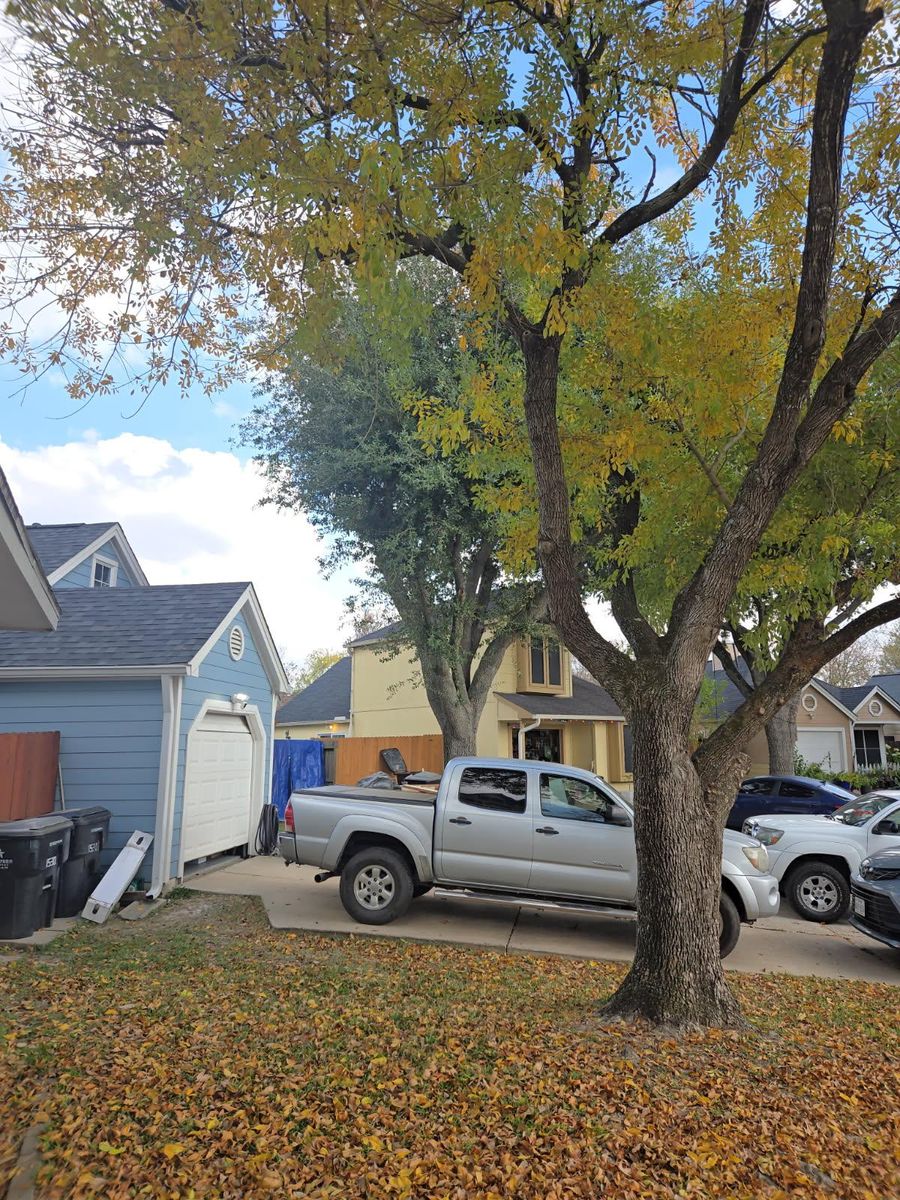 Fall Clean Up for Servin's Tree Care  in Houston, TX