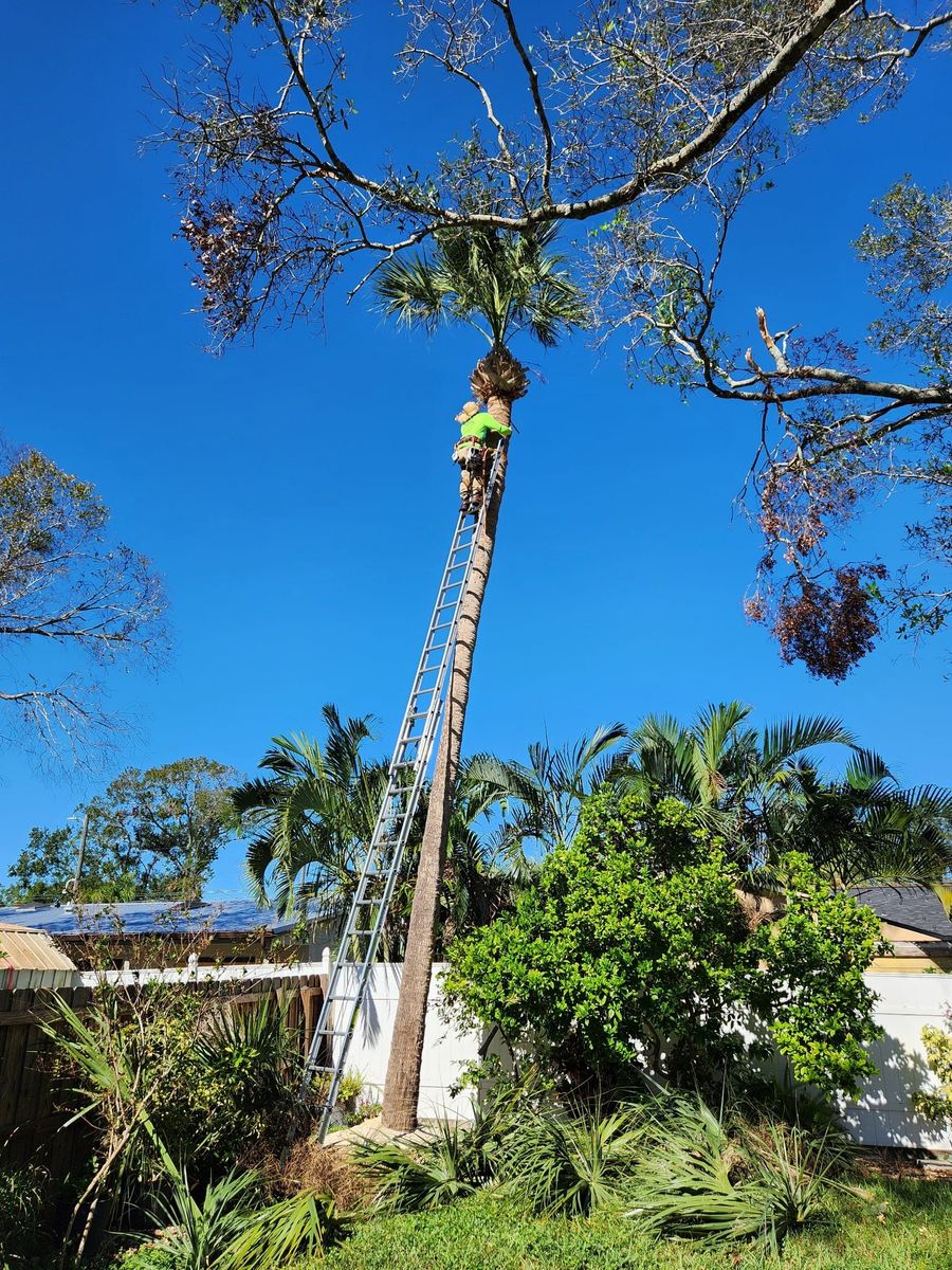 Storm Work for Bills Tree Service in Valrico, FL