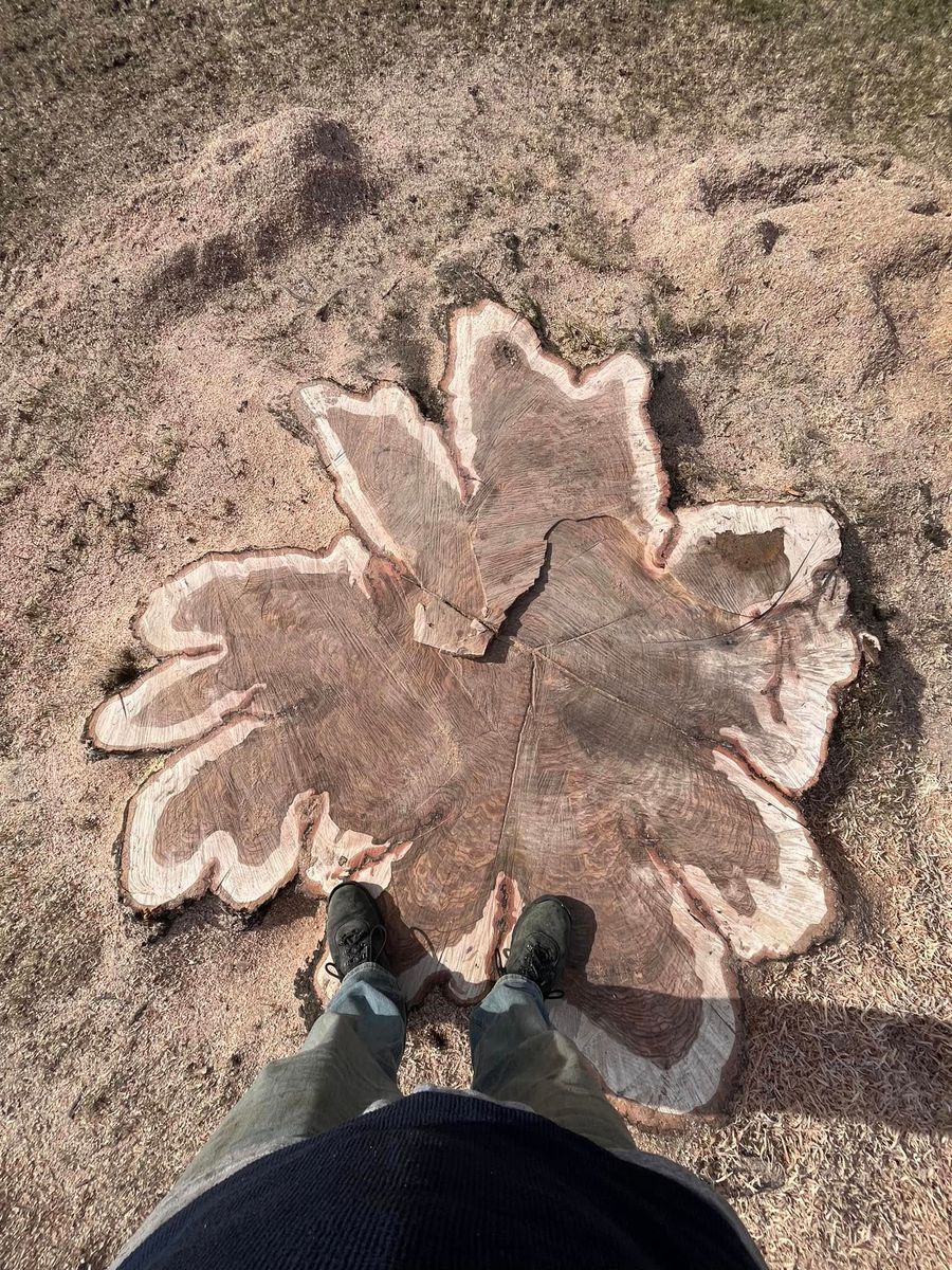 Stump Removal for Precision Tree Service, Inc. in Ryland Heights, KY