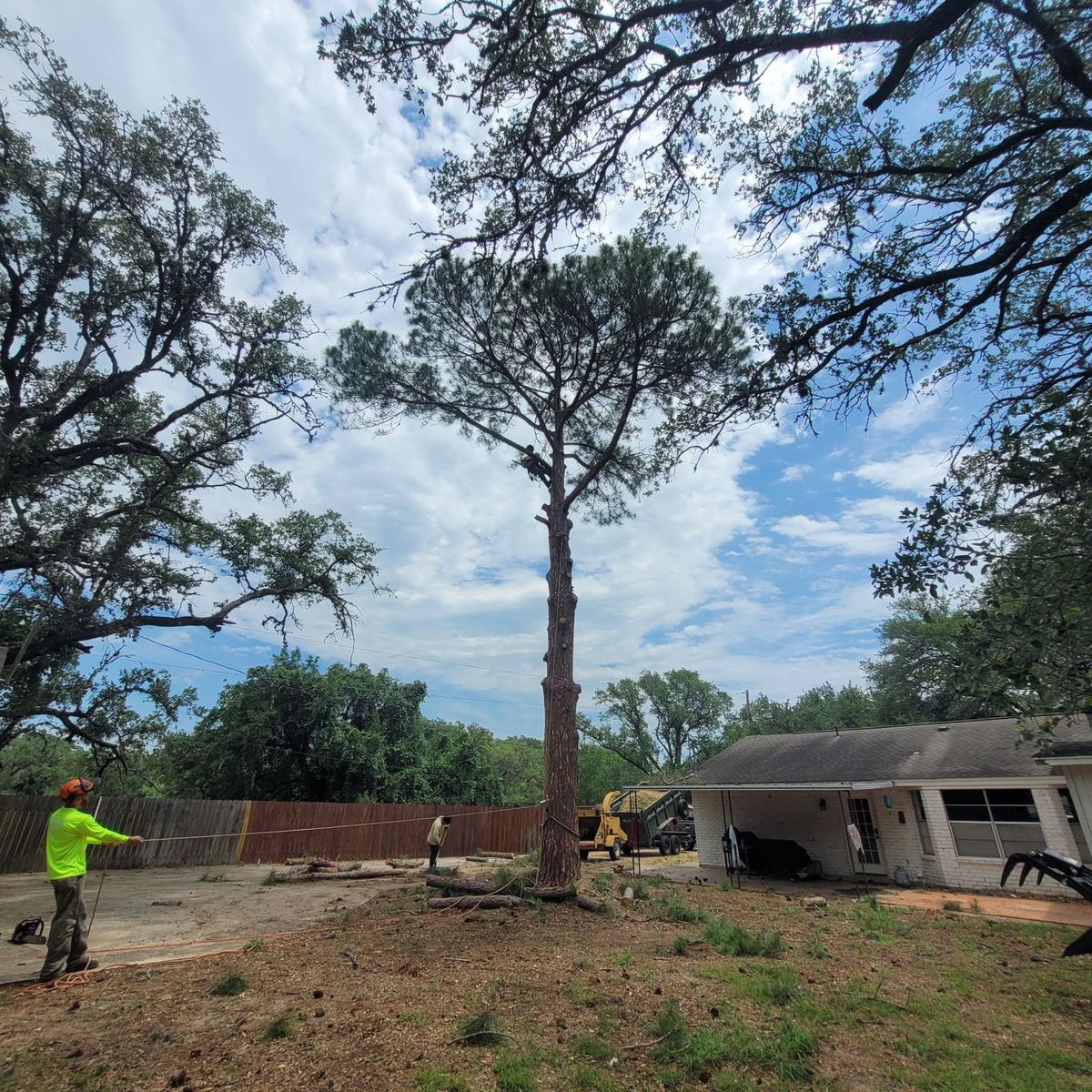 Tree Pruning for Braun Tree Service in Cameron, TX