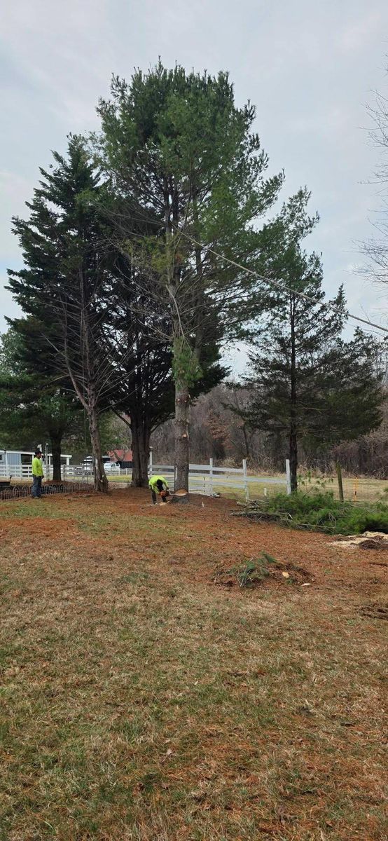 Emergency Tree Services for Hamlett Tree Service LLC in Clover, VA