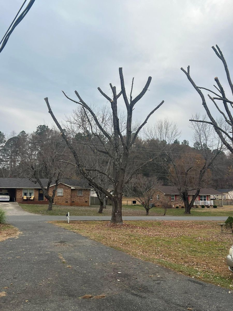 Tree Trimming for Brooks Tree Service, LLC in Casar, NC