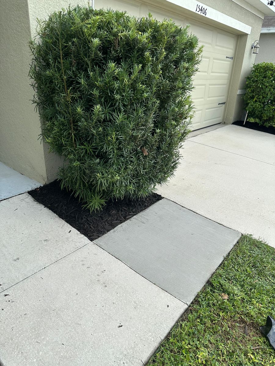 Lawn Maintenance for The Yardman in Tampa, FL