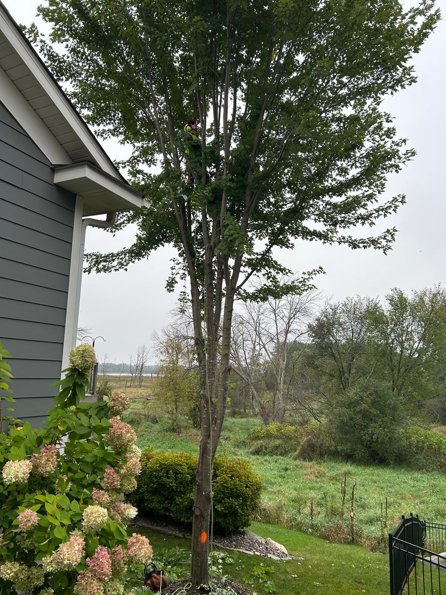 Tree Trimming for Allstate Tree Service and Crane in Minneapolis, MN