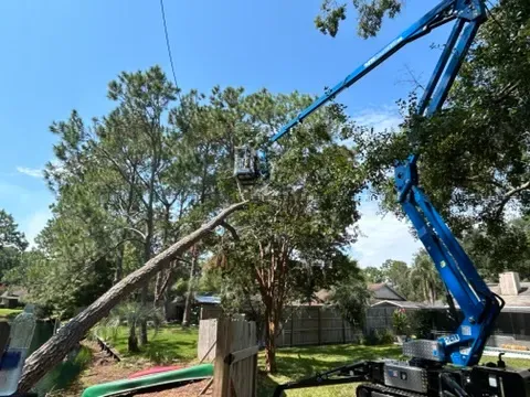Tree Trimming for Elite Tree & Landscape Services LLC in St. Augustine, FL