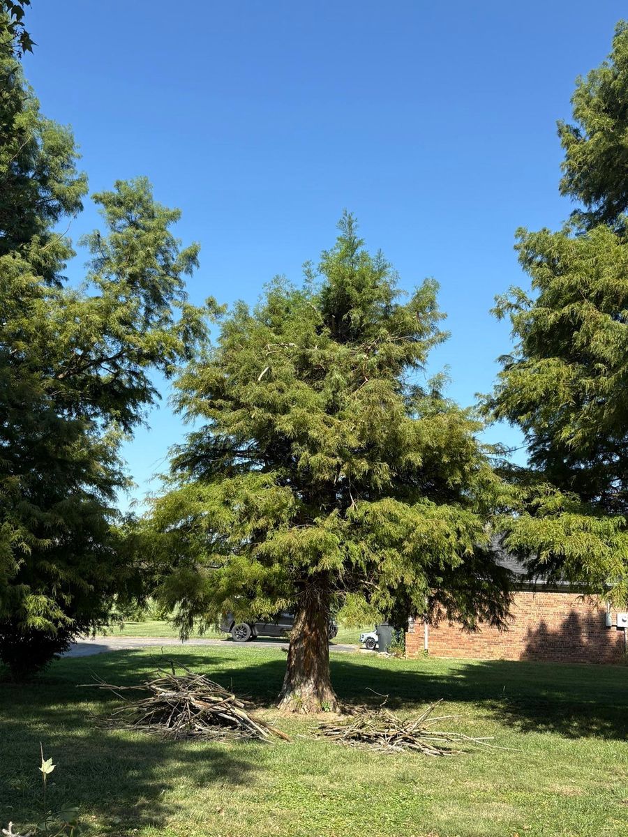Tree Trimming for Dig-It Tree Company in Mason, OH