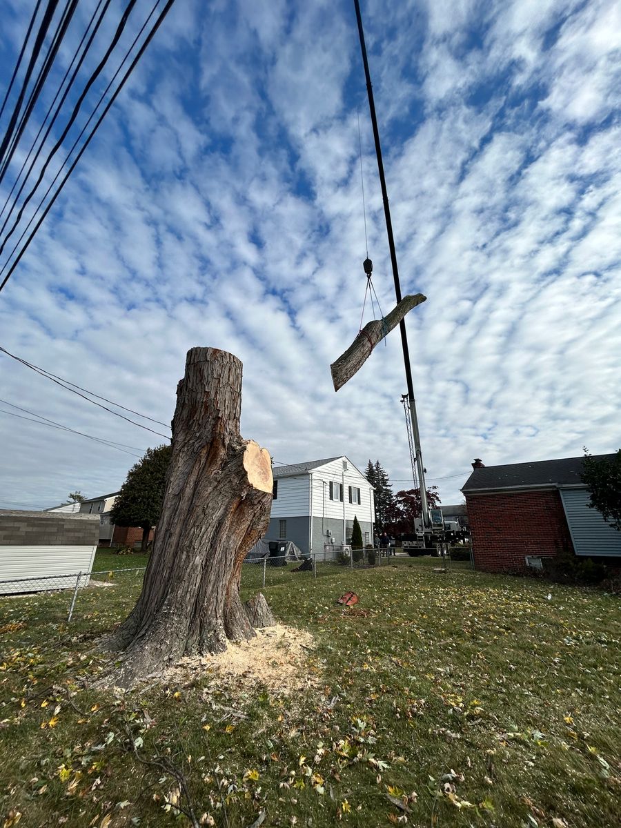 Tree Removal for Hingewood Tree Service in Salem, NJ