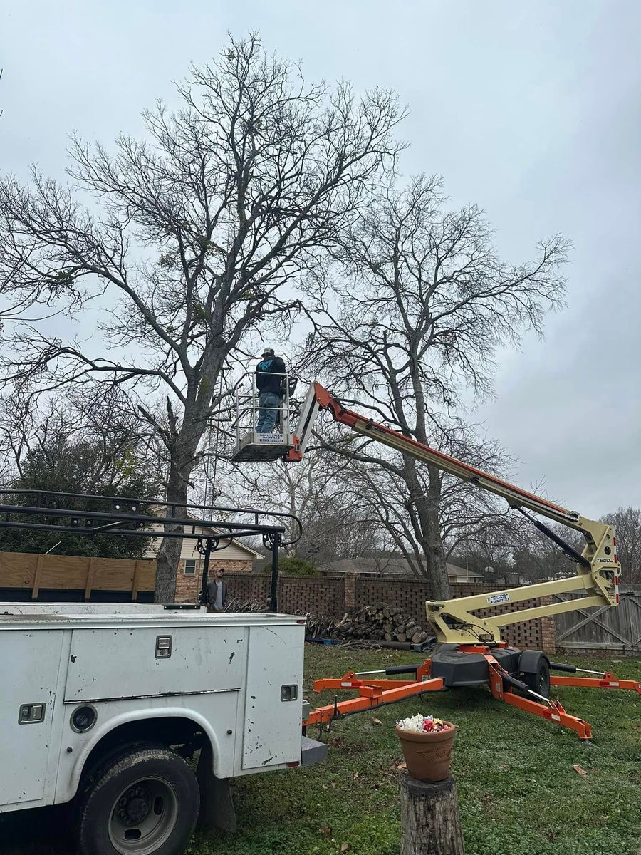 tree service- trimming and removals for CrossCut in Kempner, TX