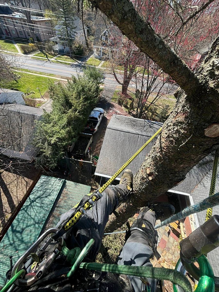 Aerial Cat Rescue for T's Trees in Albany, NY