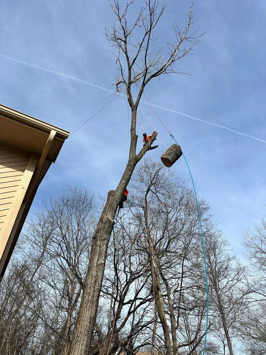 Tree Removal for Cross Family Tree Service in Kearney, MO