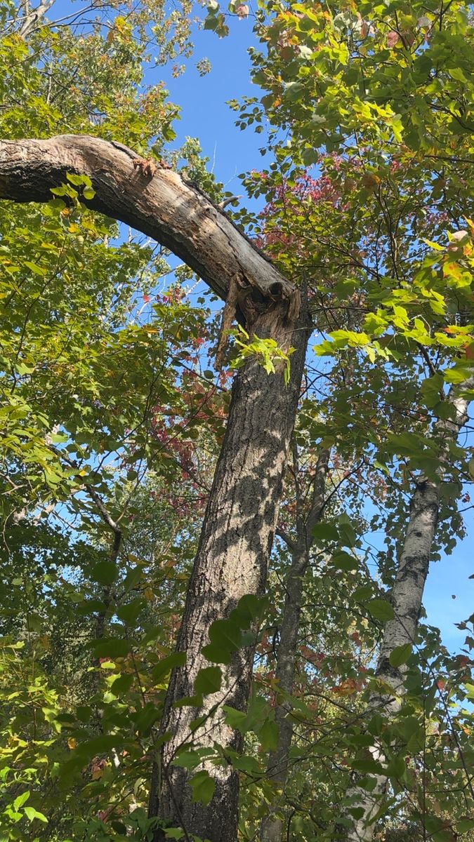 Tree Health Assessment for Leaf and Limb in Townsend, MA