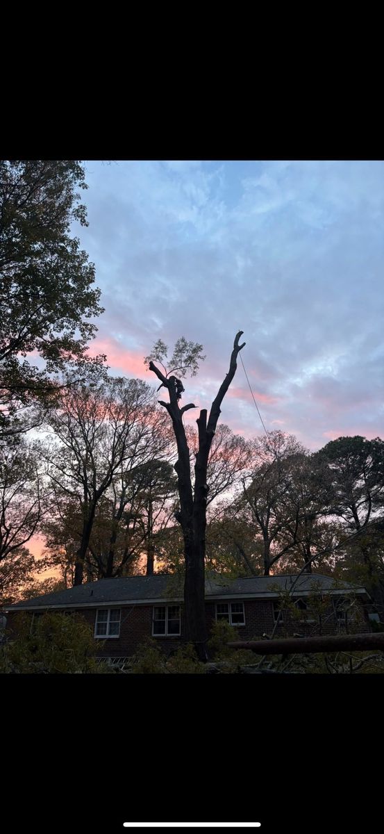 Tree Removal for Tidewater Tree Service in Chesapeake, VA