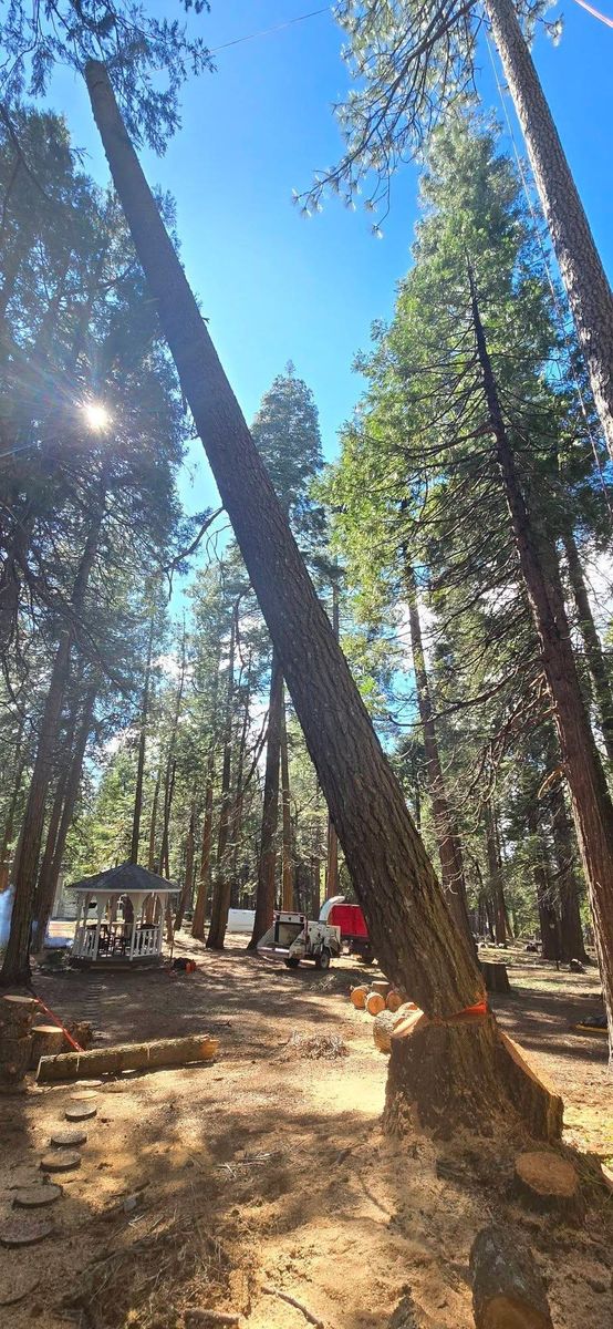 Storm Damage for George Staddan's Professional Tree Care in Placerville, CA