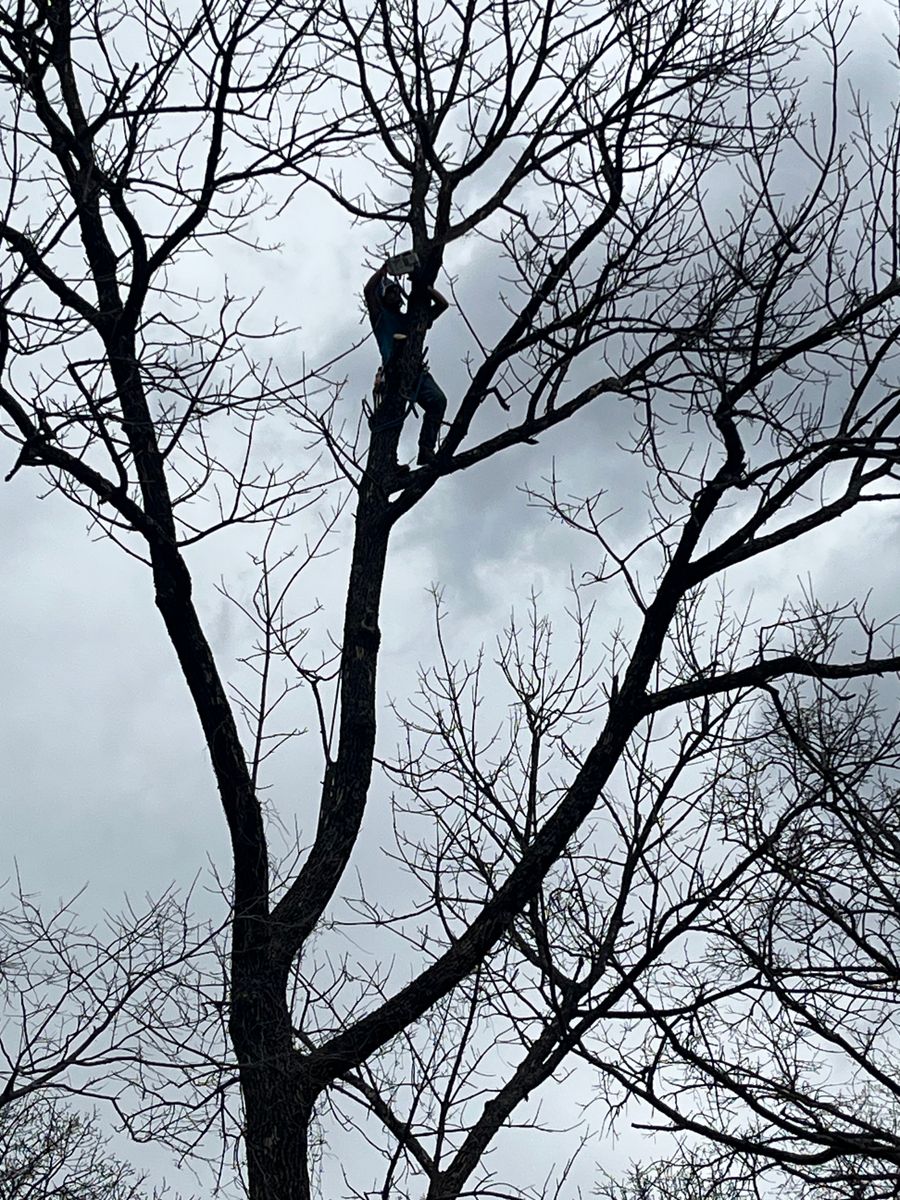 Tree Pruning for Stinger Tree Service in Belleville, IL