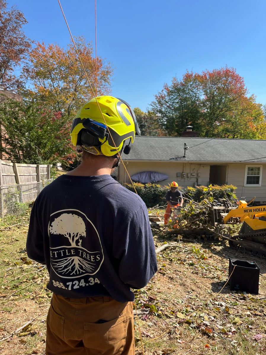 Spring Clean up  for Settle Tree Services in Knoxville, TN