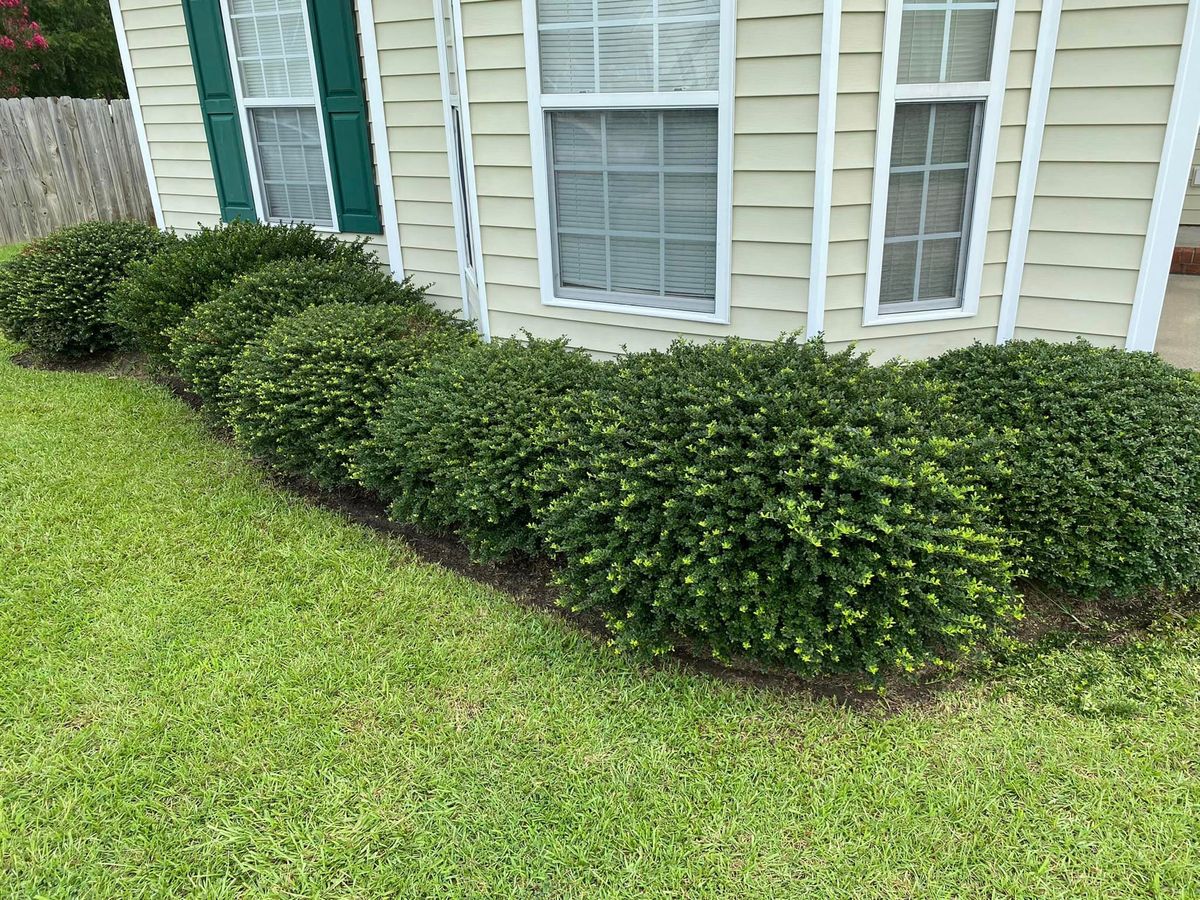 Shrub Trimming for Marco's Lawn Care LLC in Greenville, NC