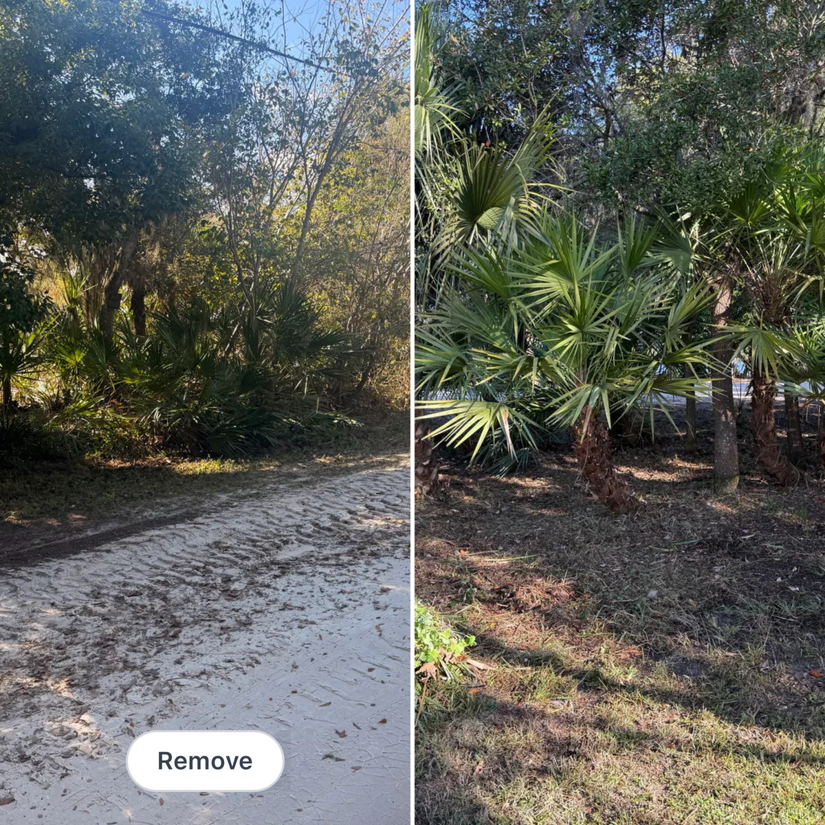 Leaf Removal for Amerigrown Tree And Lawn in Apopka, FL
