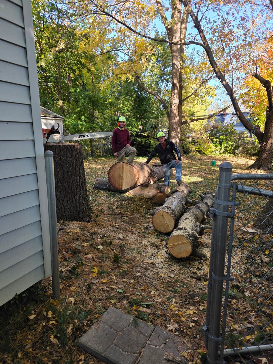 Tree Removal for D Hale Tree Service in Ann Arbor, MI