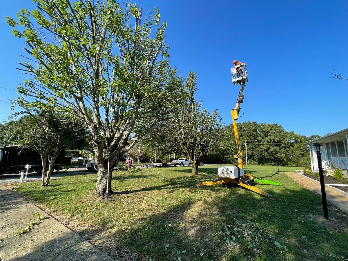 Tree Trimming for Ross Family Tree Service LLC  in Hohenwald, TN
