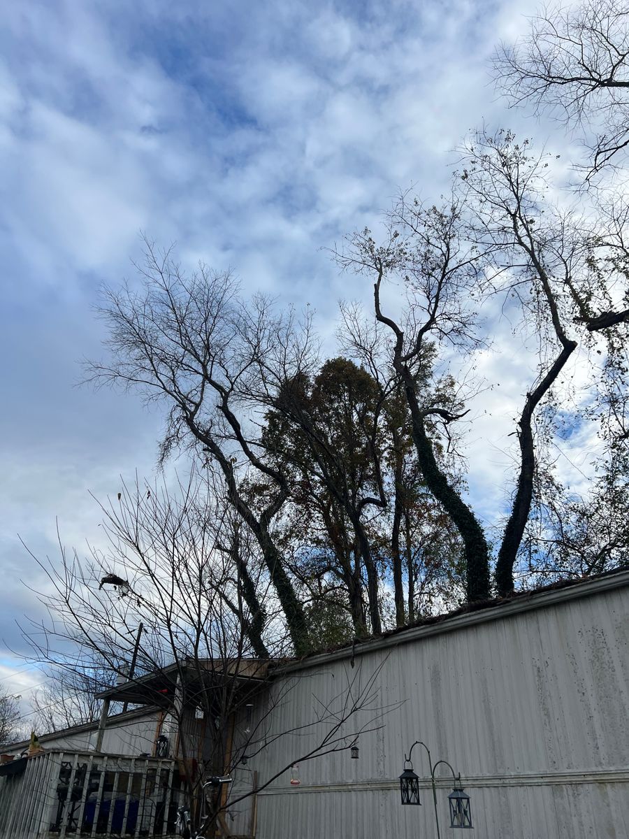 Tree Trimming for Ground To Sky Tree Care in Asheville, North Carolina