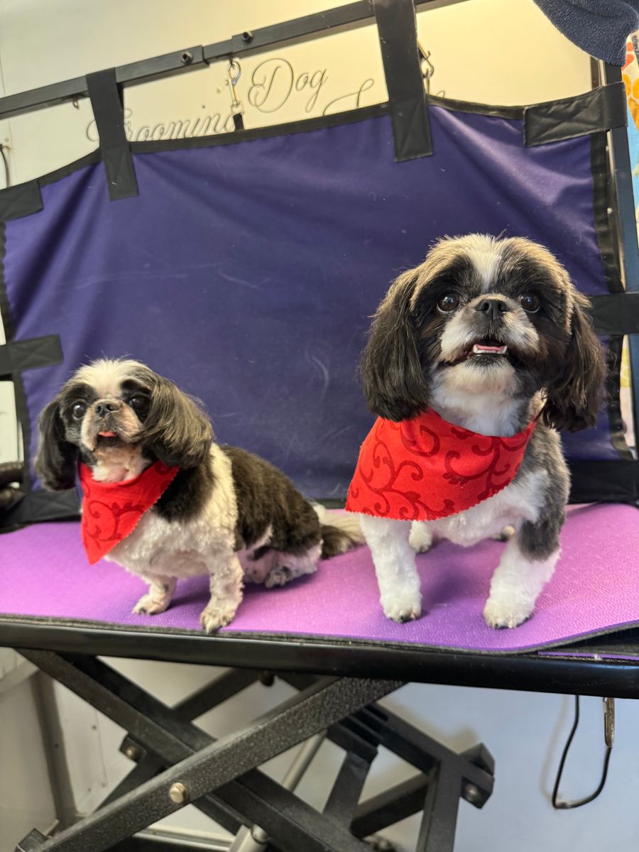 Full Service for Curbside Clips Mobile Grooming in Roachdale, Indiana