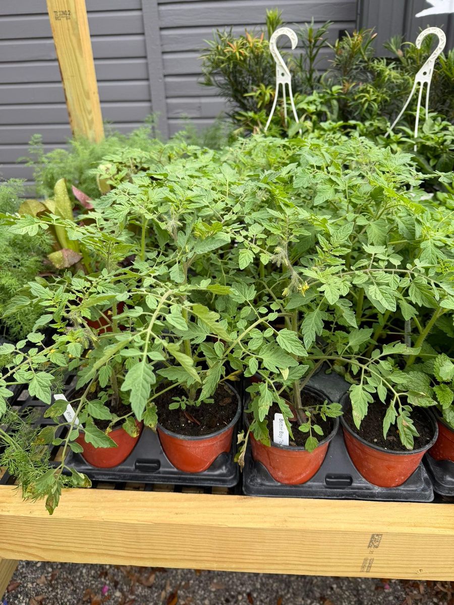 Cold-Hardy Potted Plants for Southern Roots Tree Farm in Crystal River, FL