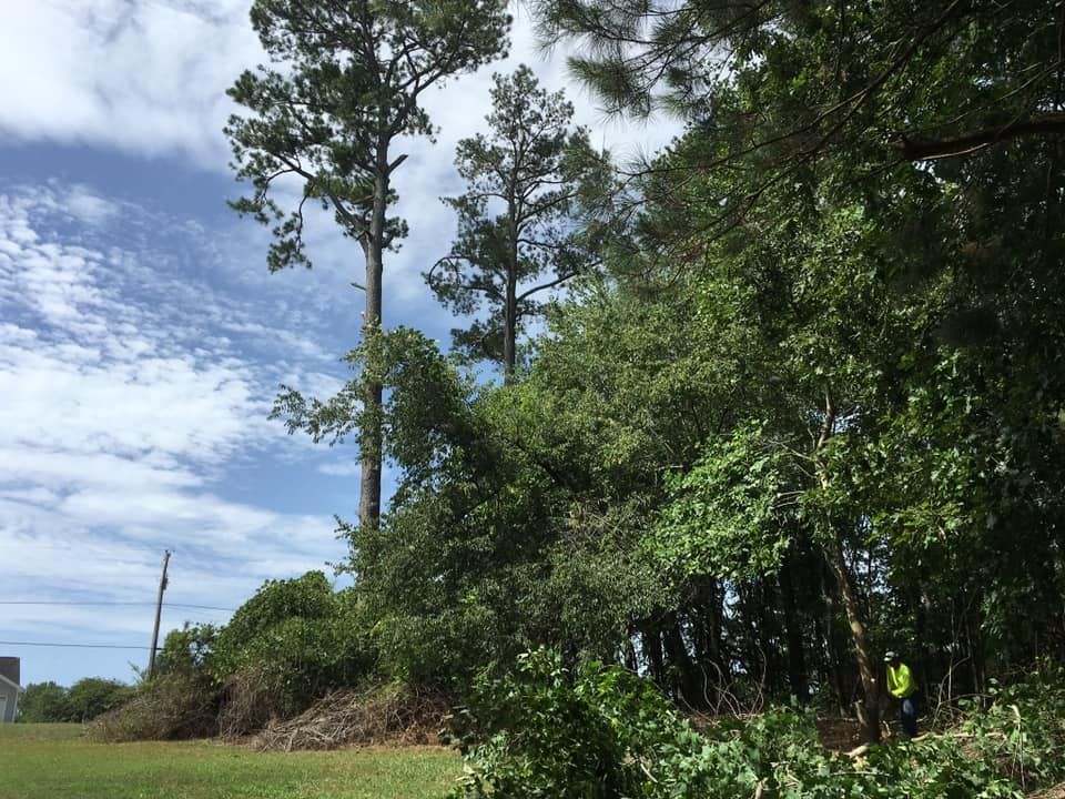 Tree Trimming for Clear Tree Land Solutions in Dawson County, GA