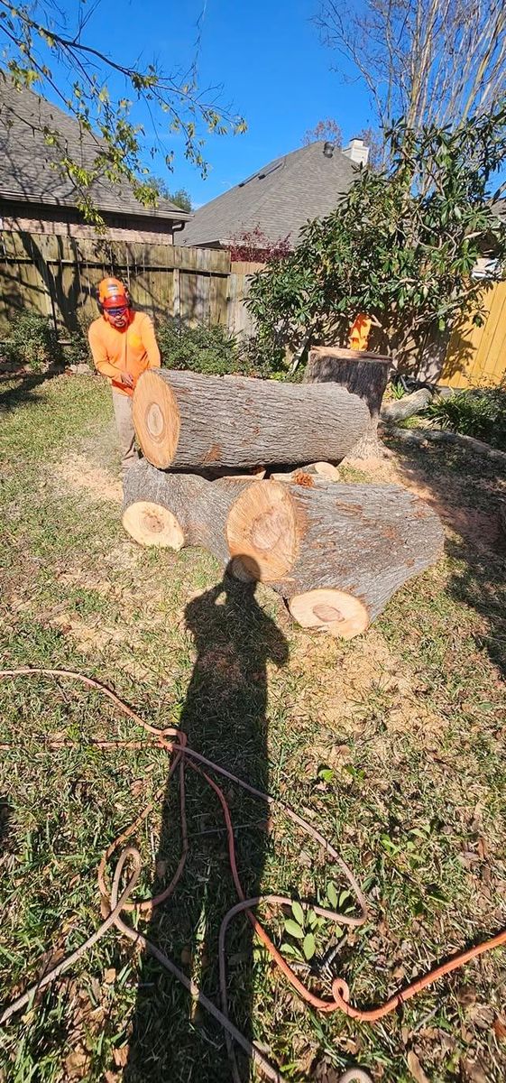 Tree Removal for Servin's Tree Care  in Houston, TX