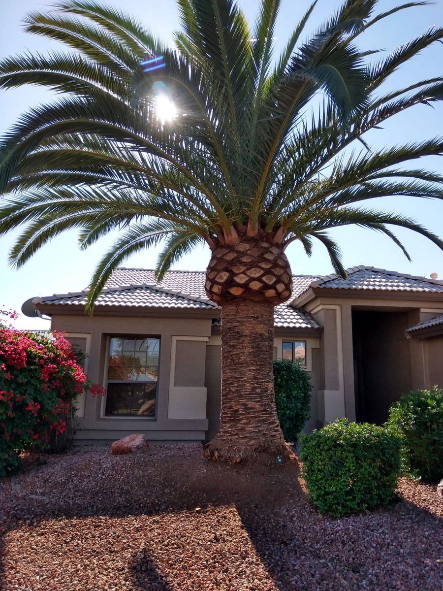 Palms Trimming for AZ Tree & Hardscape Co in Surprise, AZ