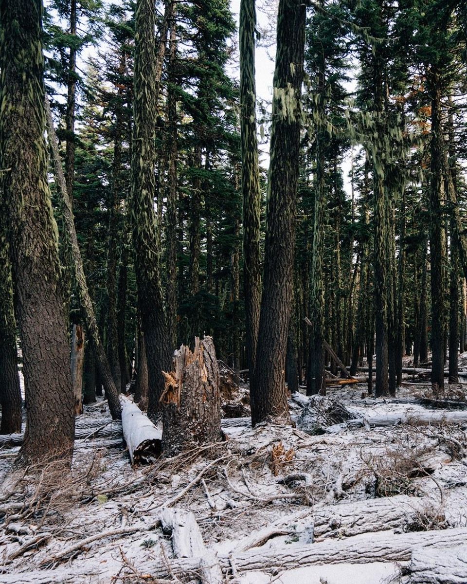 Stump Removal for Oakwood Tree Removal LLC in Oak Creek,  WI