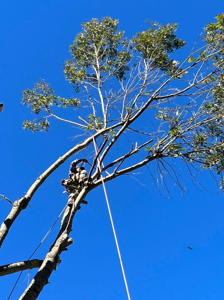 Tree Trimming for El Perico Tree Service and Lawn Care, LLC in Boonville, North Carolina