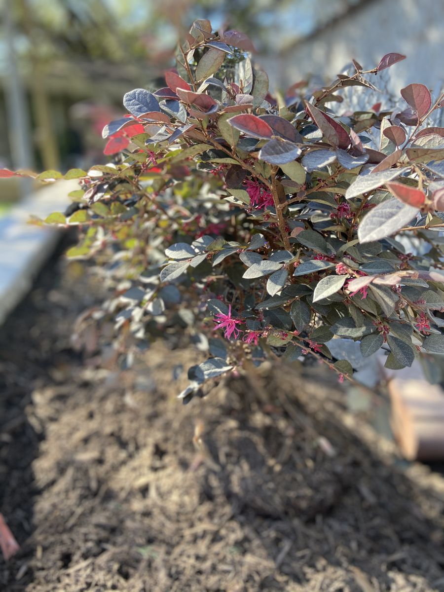 Landscape Installation for Atlas Land Design in Creekside Park, TX